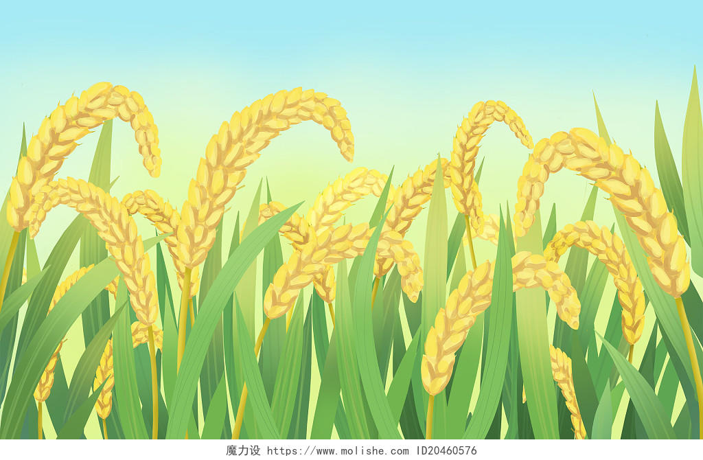 手绘卡通节气处暑麦子稻谷成熟插画海报背景处暑插画